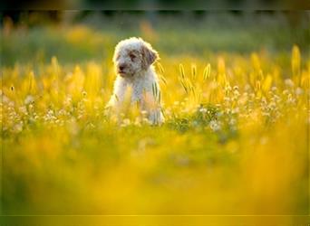 Lagotto Romagnolo Welpe, Allergikerhund, Rüde, 3 Monate alt