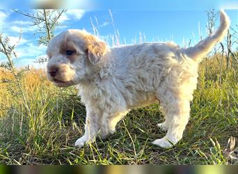 Lagotto Romagnolo Welpe, Allergikerhund, Rüde, 2 Monate alt