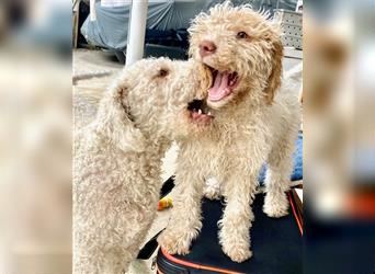 Lagotto Romagnolo Welpe, Allergikerhund, Rüde, 2 Monate alt