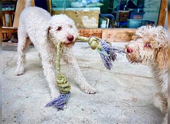 Lagotto Romagnolo Welpe, Allergikerhund, Rüde, 2 Monate alt