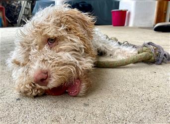 Lagotto Romagnolo Welpe, Allergikerhund, Rüde, 3 Monate alt