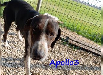 Apollo3 02/2020 (GR) - sehr ausgeglichener, hübscher Pointer-Mix sucht Zuhause!