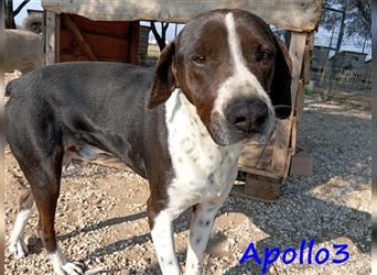 Apollo3 02/2020 (GR) - sehr ausgeglichener, hübscher Pointer-Mix sucht Zuhause!