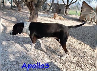 Apollo3 02/2020 (GR) - sehr ausgeglichener, hübscher Pointer-Mix sucht Zuhause!