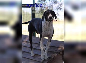 Apollo3 02/2020 (GR) - sehr ausgeglichener, hübscher Pointer-Mix sucht Zuhause!