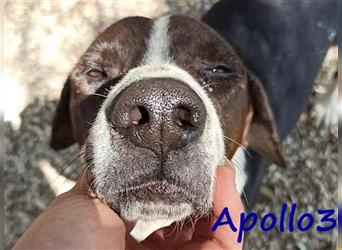 Apollo3 02/2020 (GR) - sehr ausgeglichener, hübscher Pointer-Mix sucht Zuhause!