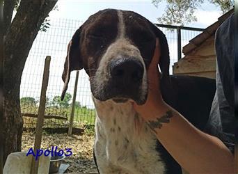 Apollo3 02/2020 (GR) - sehr ausgeglichener, hübscher Pointer-Mix sucht Zuhause!