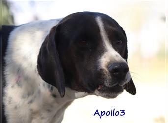 Apollo3 02/2020 (GR) - sehr ausgeglichener, hübscher Pointer-Mix sucht Zuhause!