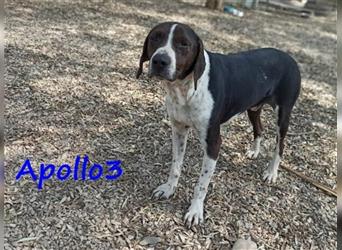 Apollo3 02/2020 (GR) - sehr ausgeglichener, hübscher Pointer-Mix sucht Zuhause!