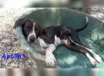 Apollo3 02/2020 (GR) - sehr ausgeglichener, hübscher Pointer-Mix sucht Zuhause!