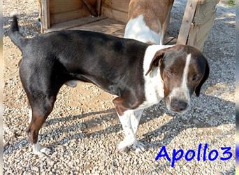 Apollo3 02/2020 (GR) - sehr ausgeglichener, hübscher Pointer-Mix sucht Zuhause!