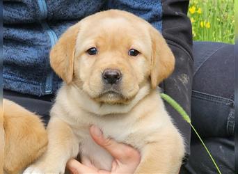 Labrador Welpen Gelb