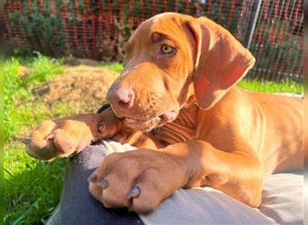 Rhodesian Ridgeback Welpe, Hündin- Livernose