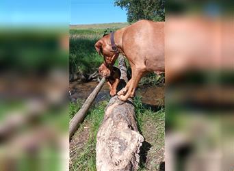 Rhodesian Ridgeback Welpe, Hündin- Livernose