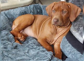 Rhodesian Ridgeback Welpe, Hündin- Livernose