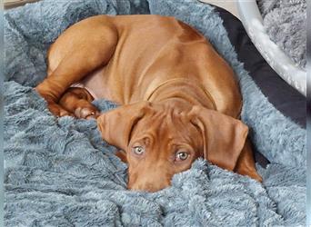 Rhodesian Ridgeback Welpe, Hündin- Livernose