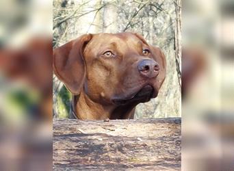 Rhodesian Ridgeback Welpe, Hündin- Livernose