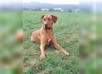 Rhodesian Ridgeback Welpe, Hündin- Livernose