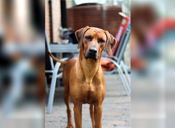 Rhodesian Ridgeback Welpe, Hündin- Livernose