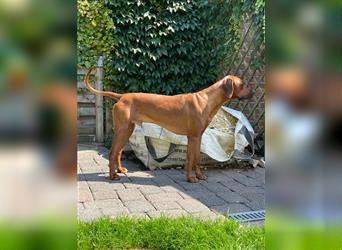 Rhodesian Ridgeback Welpe, Hündin- Livernose