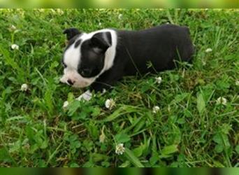 Boston Terrier Welpen