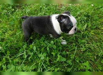 Boston Terrier Welpen