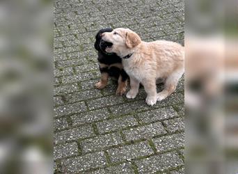 Reinrassige Hovawart Welpen mit Papieren