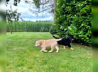 Reinrassige Hovawart Welpen mit Papieren