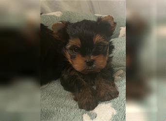 Yorkshire Terrier Welpen black and tan mit Ahnentafel