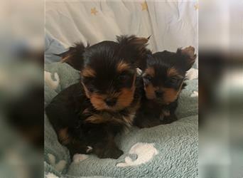 Yorkshire Terrier Welpen black and tan mit Ahnentafel