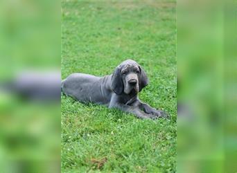 Wunderschöner Dt. Doggenrüde Farbschlag blau