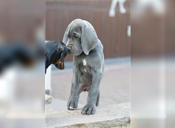 Wunderschöne Dt. Doggenwelpen im Farbschlag blau