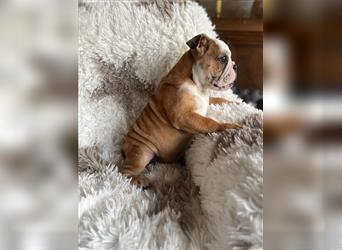 Englisch Bulldogge Welpen können ab sofort ausziehen