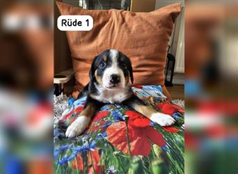 Entlebucher Sennenhund Welpen