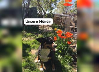 Entlebucher Sennenhund Welpen