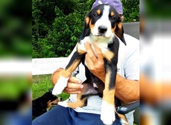 Entlebucher Sennenhund Welpen