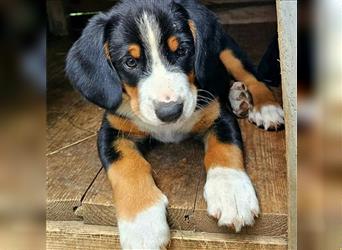 Entlebucher Sennenhund Welpen