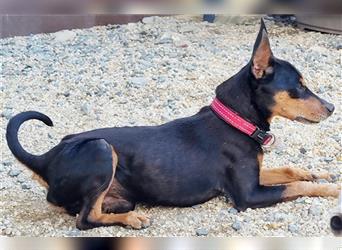 Max, Pinscher, geb. 2014, unternehmungslustiger Senior su. verständnisvolles Zuhause