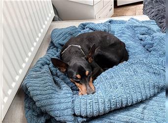 Max, Pinscher, geb. 2014, unternehmungslustiger Senior su. verständnisvolles Zuhause