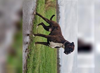 Deutscher Boxer - Hundewelpen, Abgabebereit ab 11.August.24 (Hobbyzucht, 5 Rüden/1 Weibchen)