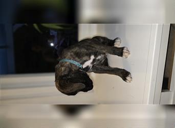 Deutscher Boxer - Hundewelpen, Abgabebereit ab 11.August.24 (Hobbyzucht, 5 Rüden/1 Weibchen)