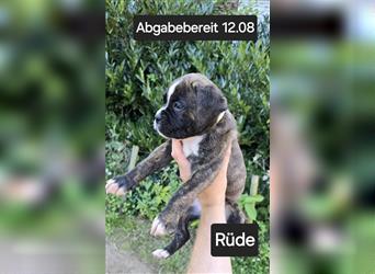 Deutscher Boxer - Hundewelpen, Abgabebereit ab 11.August.24 (Hobbyzucht, 5 Rüden/1 Weibchen)