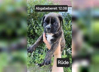 Deutscher Boxer - Hundewelpen, Abgabebereit ab 11.August.24 (Hobbyzucht, 5 Rüden/1 Weibchen)