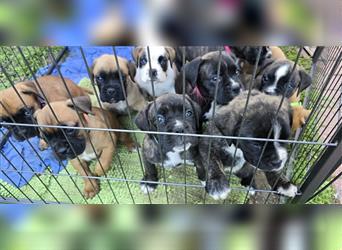 Deutscher Boxer - Hundewelpen, Abgabebereit ab 11.August.24 (Hobbyzucht, 5 Rüden/1 Weibchen)