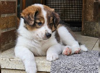 Rüde - Border Collie x Berner Sennenhund Mix (mehr Border Collie), Eltern getestet/geröngt