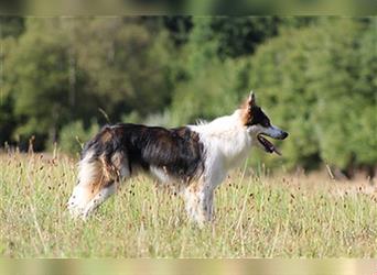 Rüde - Border Collie x Berner Sennenhund Mix (mehr Border Collie), Eltern getestet/geröngt