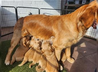 Golden Retriever reinrassig