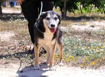 Mika, Mix Schäferhund / Berner Senne , lieb und verträglich