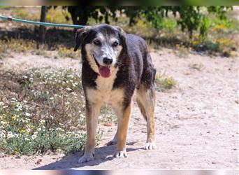 Mika, Mix Schäferhund / Berner Senne , lieb und verträglich