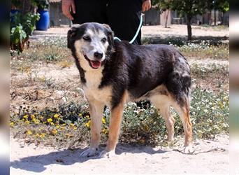 Mika, Mix Schäferhund / Berner Senne , lieb und verträglich